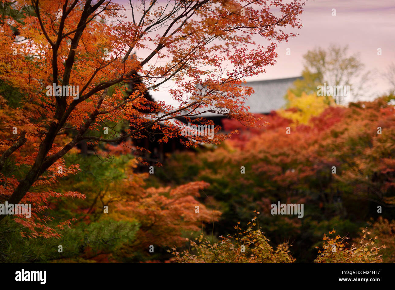 Colorful autumn scenery of a Japanese garden with beautiful red maple trees at Tofuku-ji Buddhist temple in Kyoto, Japan 2017. Stock Photo