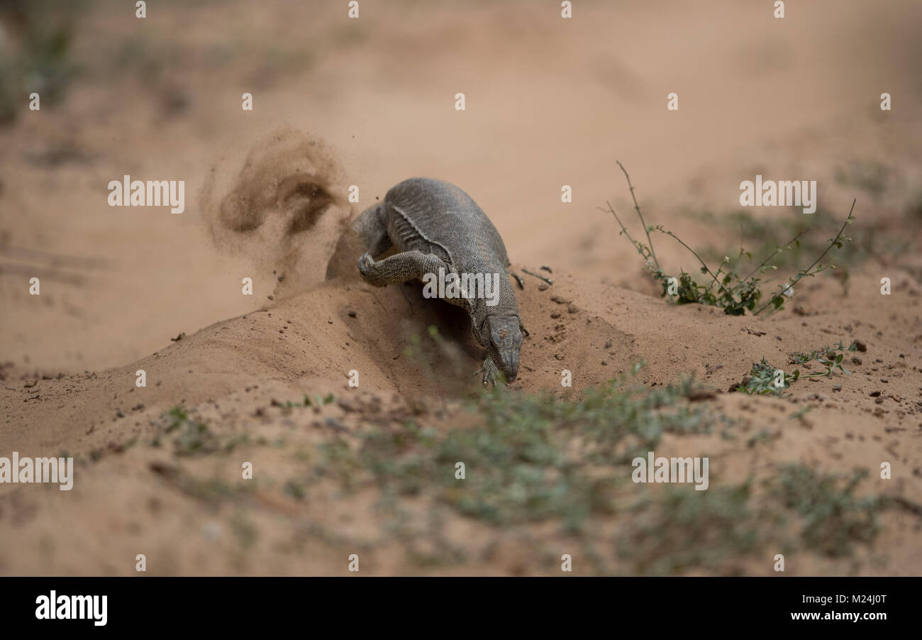 The land monitor (Varanus bengalensis) is called a Thalagoya in Sinhala and Udumbu in Tamil