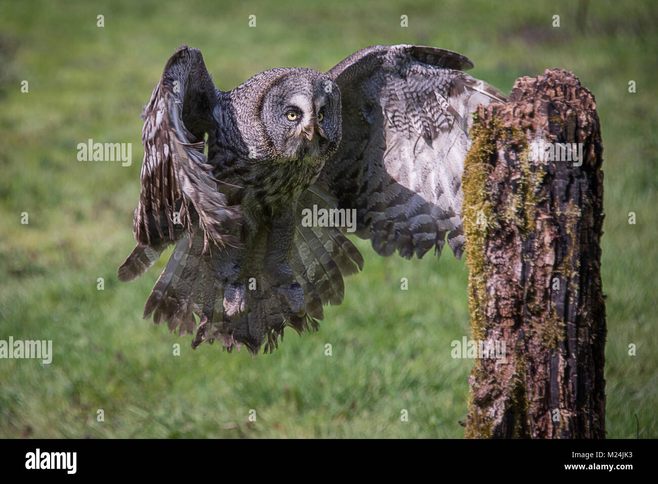 Close up of a great grey owl flying with wings spread and concentrating on a post it is coming in to land on Stock Photo