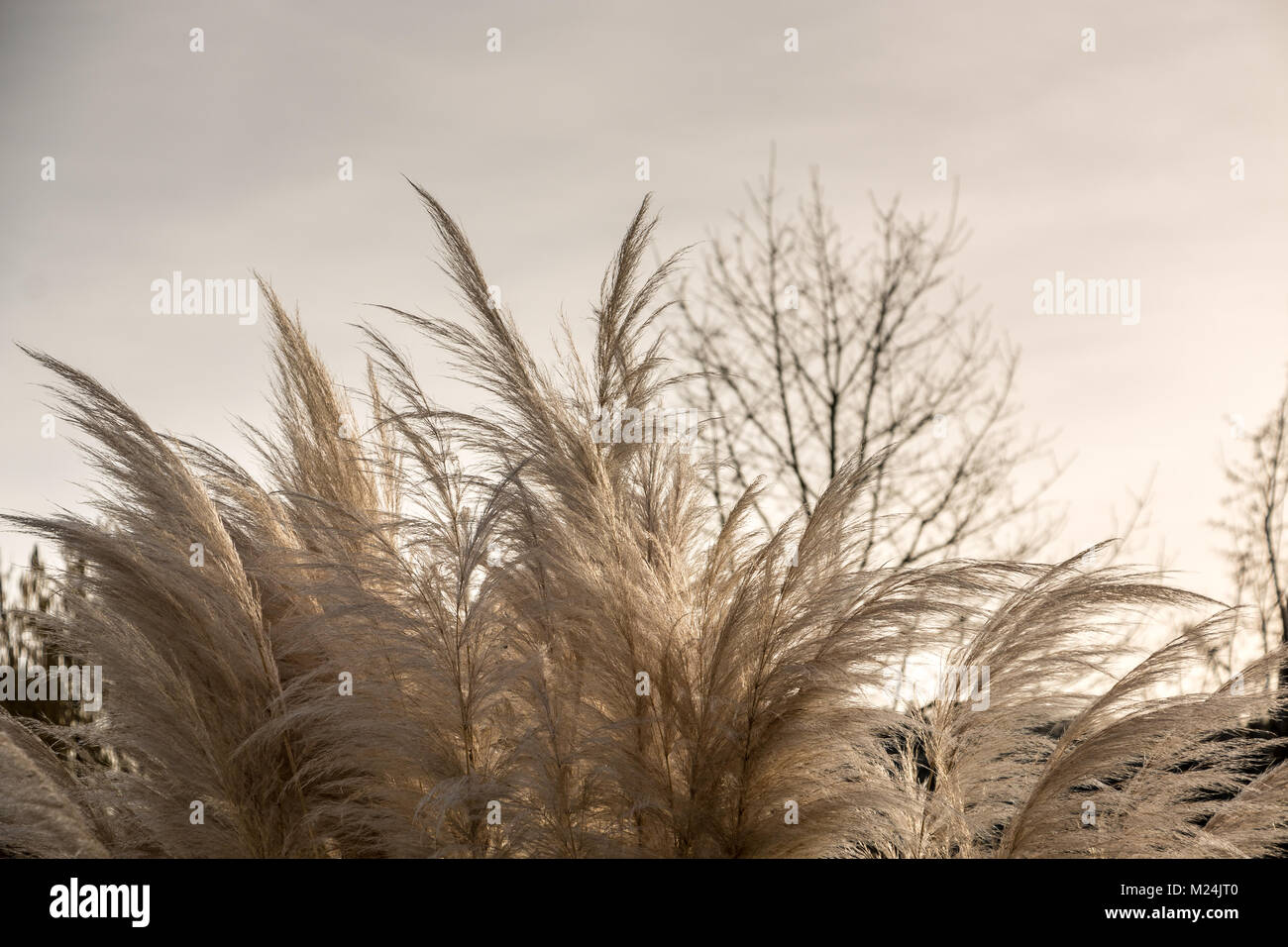 Grass that looks like white feathers Stock Photo