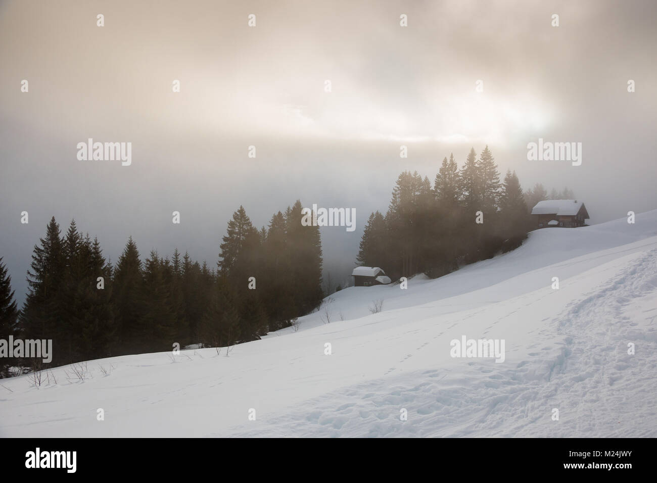 Snow and the dark forest in the mountains Stock Photo