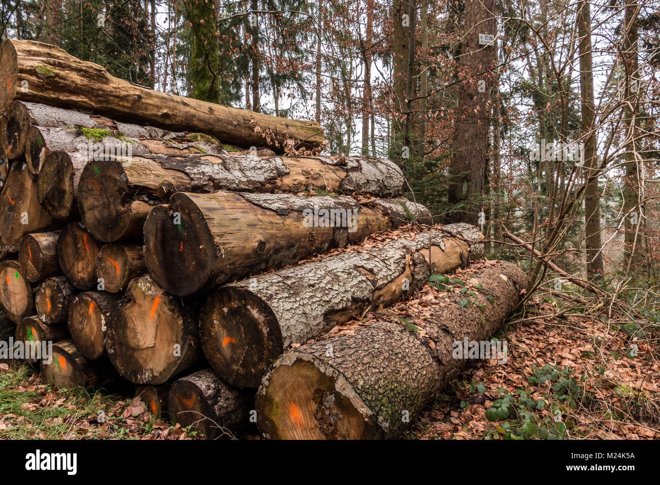 Woodpile of big trees in the forest Stock Photo