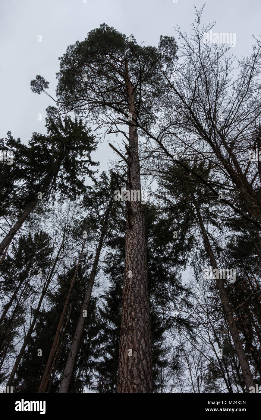 High fir hi-res stock photography and images - Alamy
