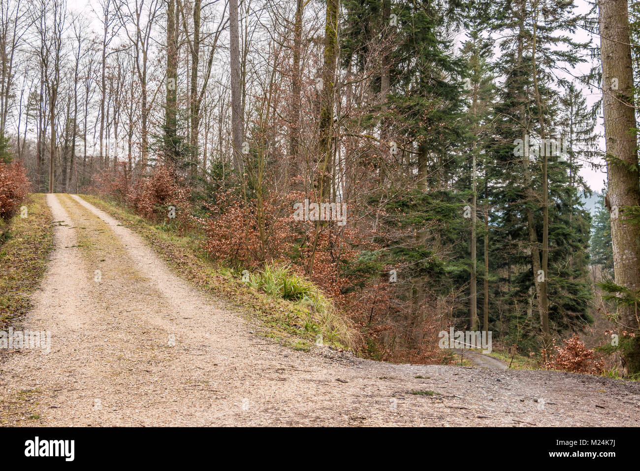 Wald spaziergang hi-res stock photography and images - Alamy