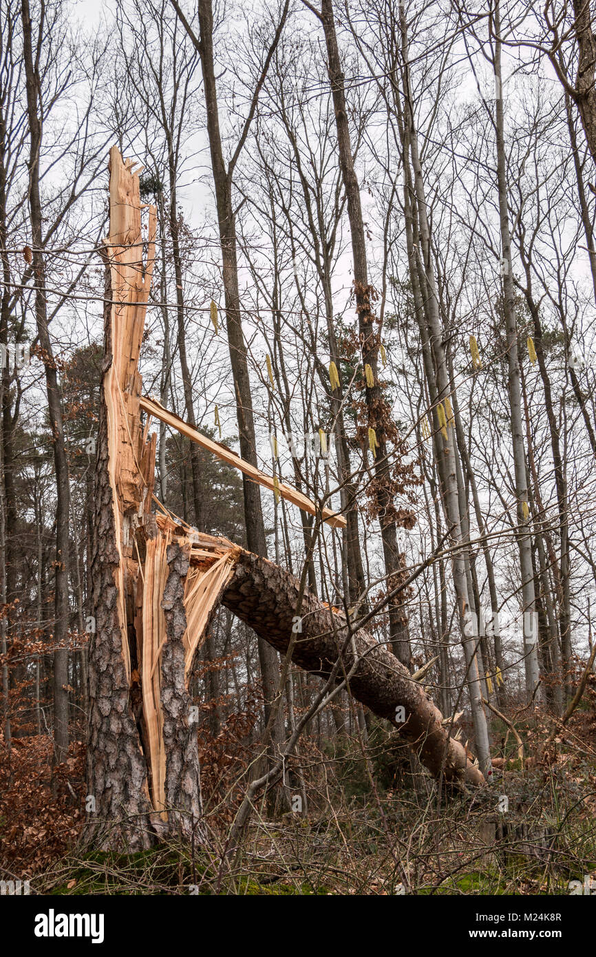 Storm damaged tree in the middle of the forest Stock Photo - Alamy