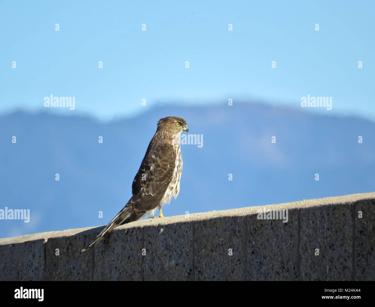 Immature Cooper's hawk (Accipiter cooperii) perching on a wall in Southern California Stock Photo
