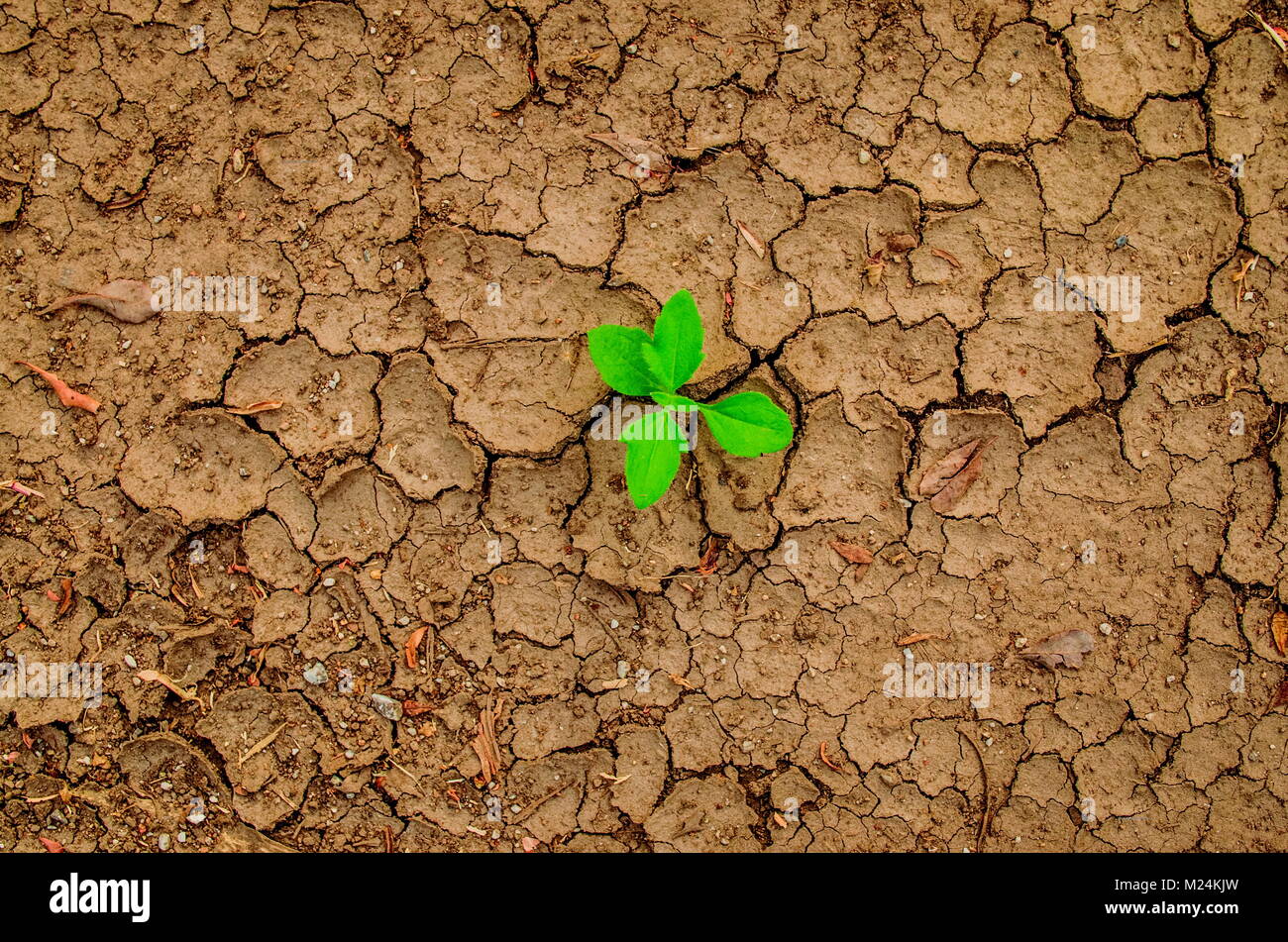Plant in dried cracked mud, Growth concept. Drought Stock Photo Alamy