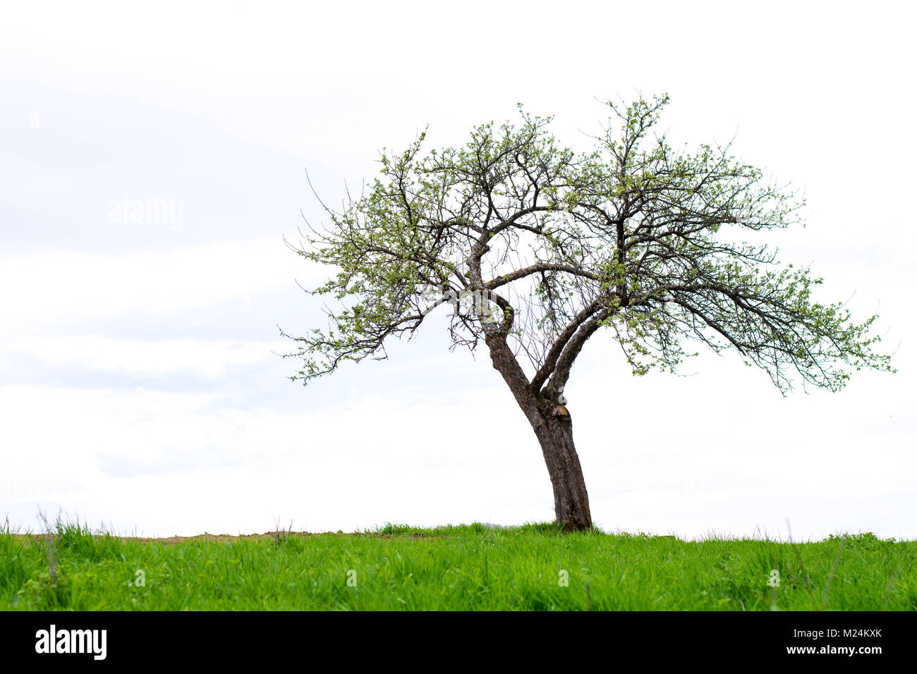 Lonely tree in the middle of green field Stock Photo - Alamy