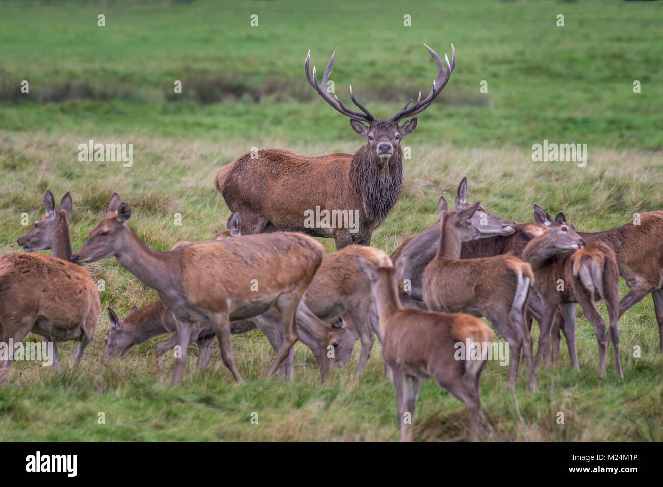 A red deer stag staring forward and surrounded by does during the rutting season Stock Photo