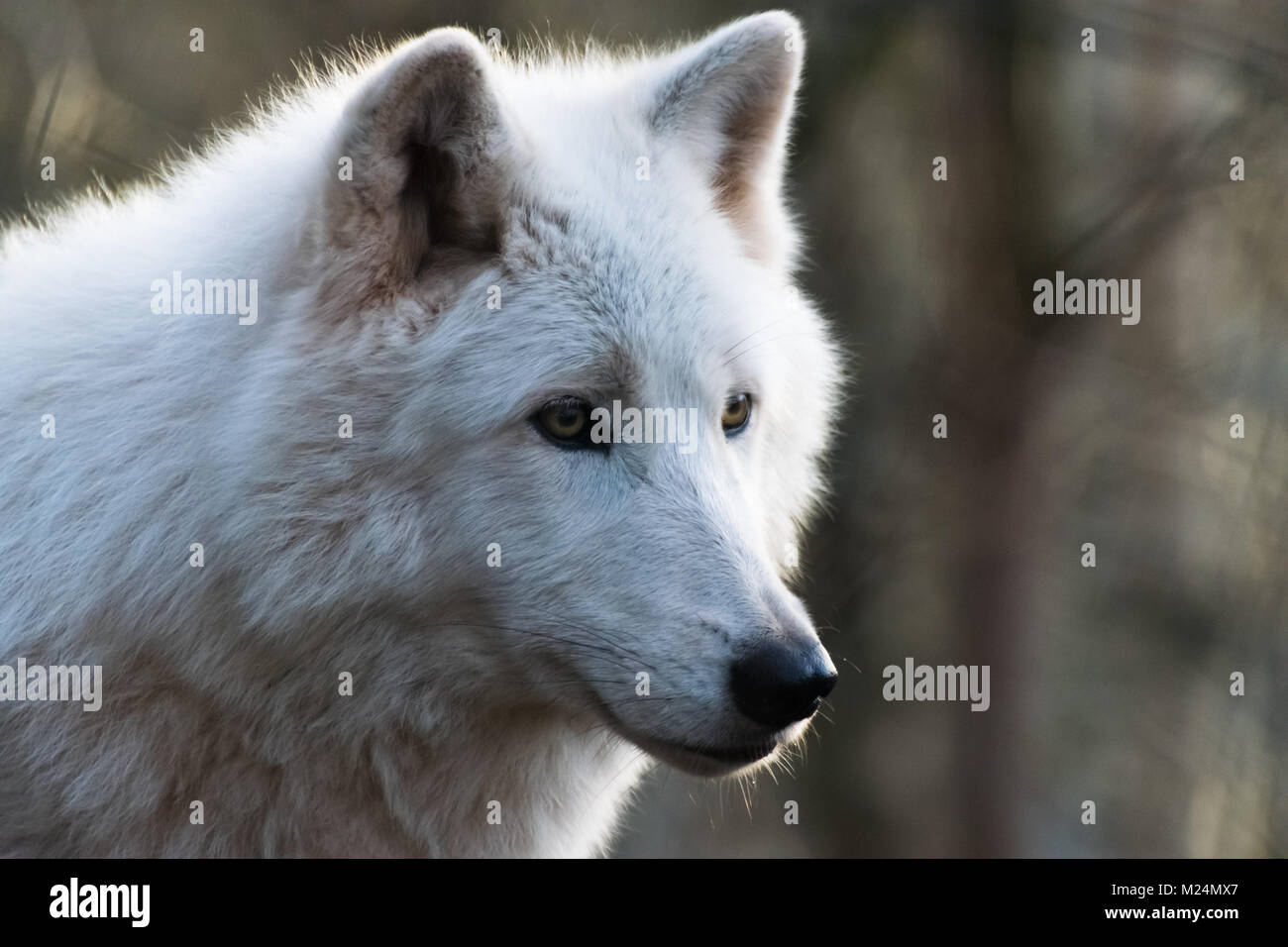 Wolf face hi-res stock photography and images - Alamy