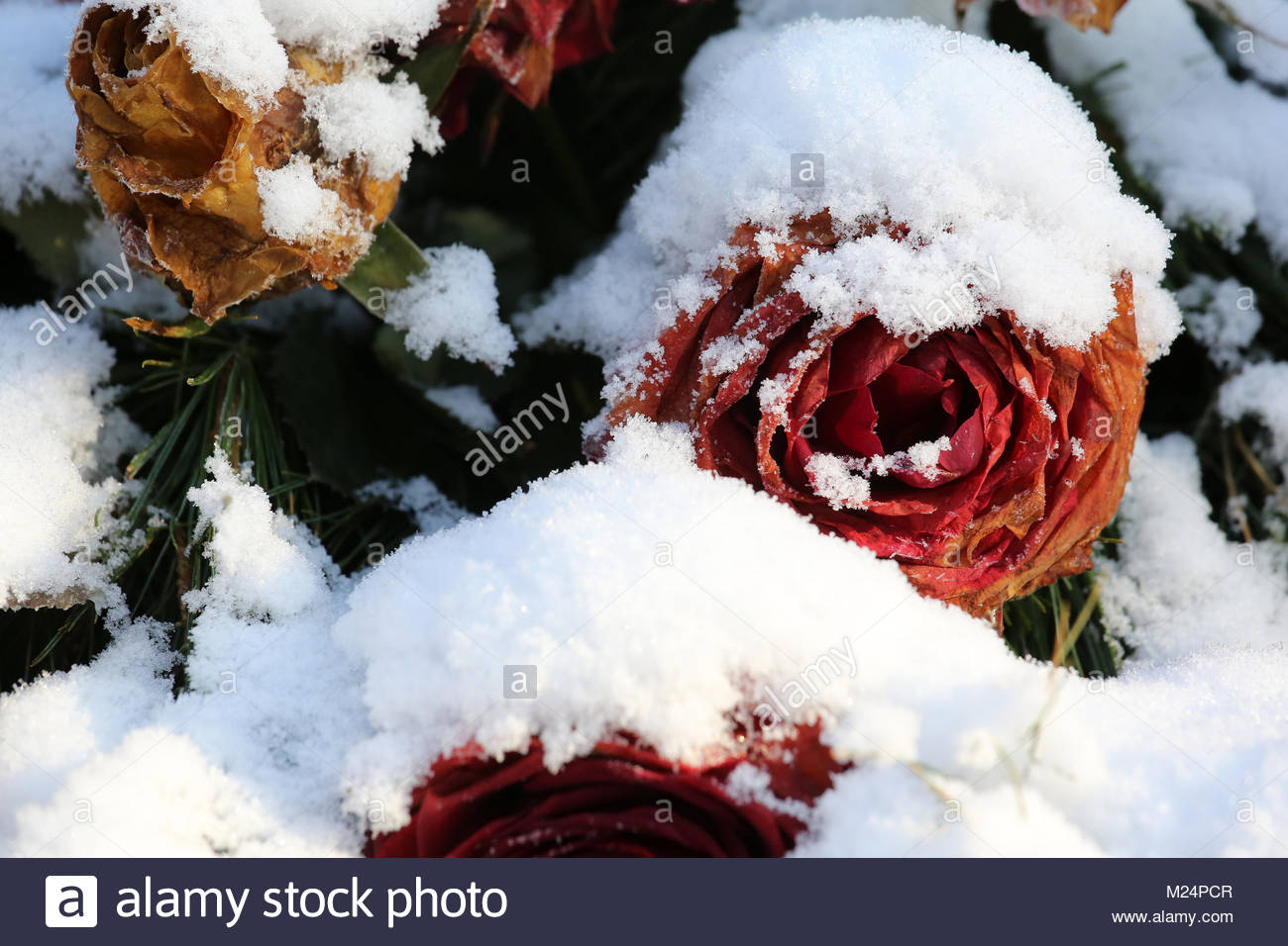 snow on a bed of roses during a cold spell in Germany Stock Photo