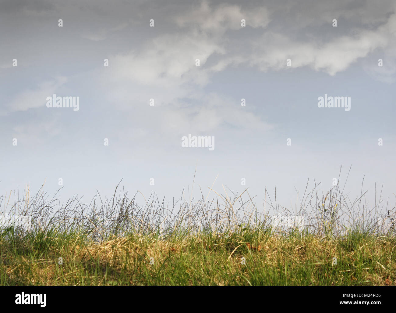 Abstract blades of grass with sky and clouds Stock Photo