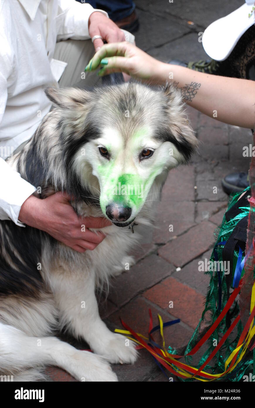A dog with green dye on its nose at the annual Jack In The Green festival at Hastings in East Sussex, England on May 5, 2009. Stock Photo