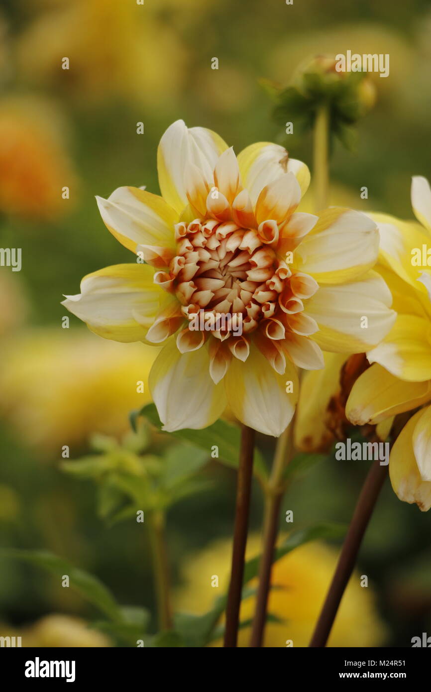 Dahlia summer flowers Stock Photo Alamy
