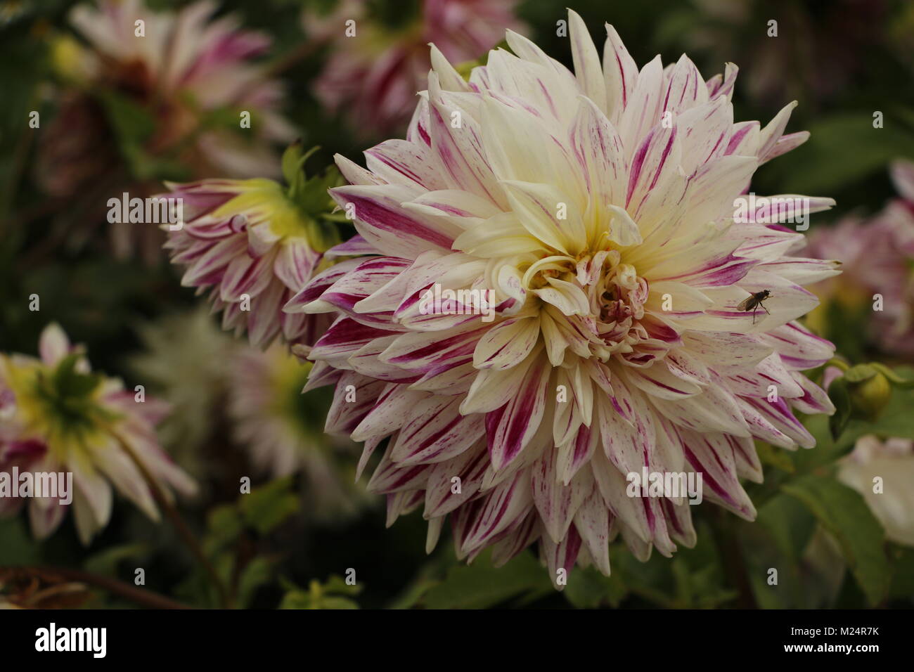 Dahlia summer flowers Stock Photo Alamy