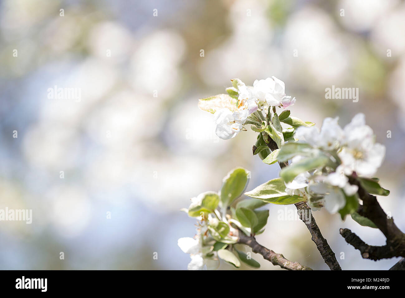 Cherry bloosoms in spring time Stock Photo