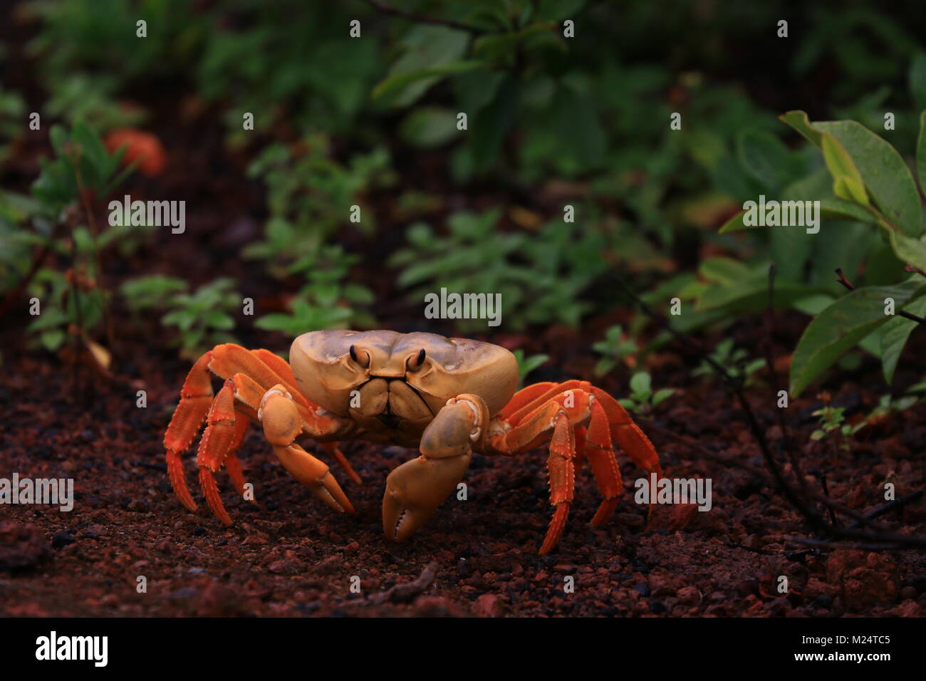 Land crabs hi res stock photography and images Alamy