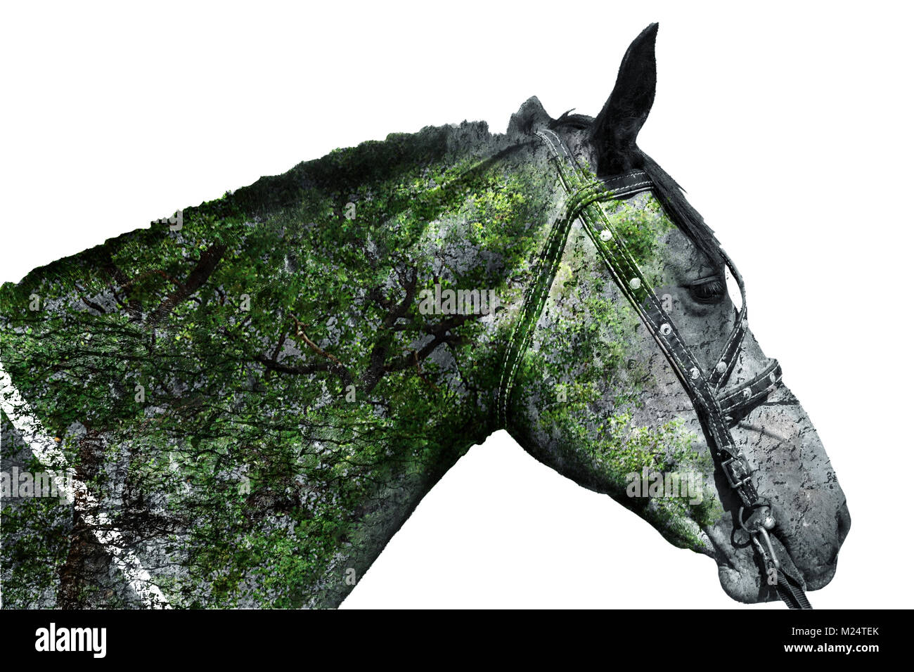 White background horse head in the style of double exposure with a ...