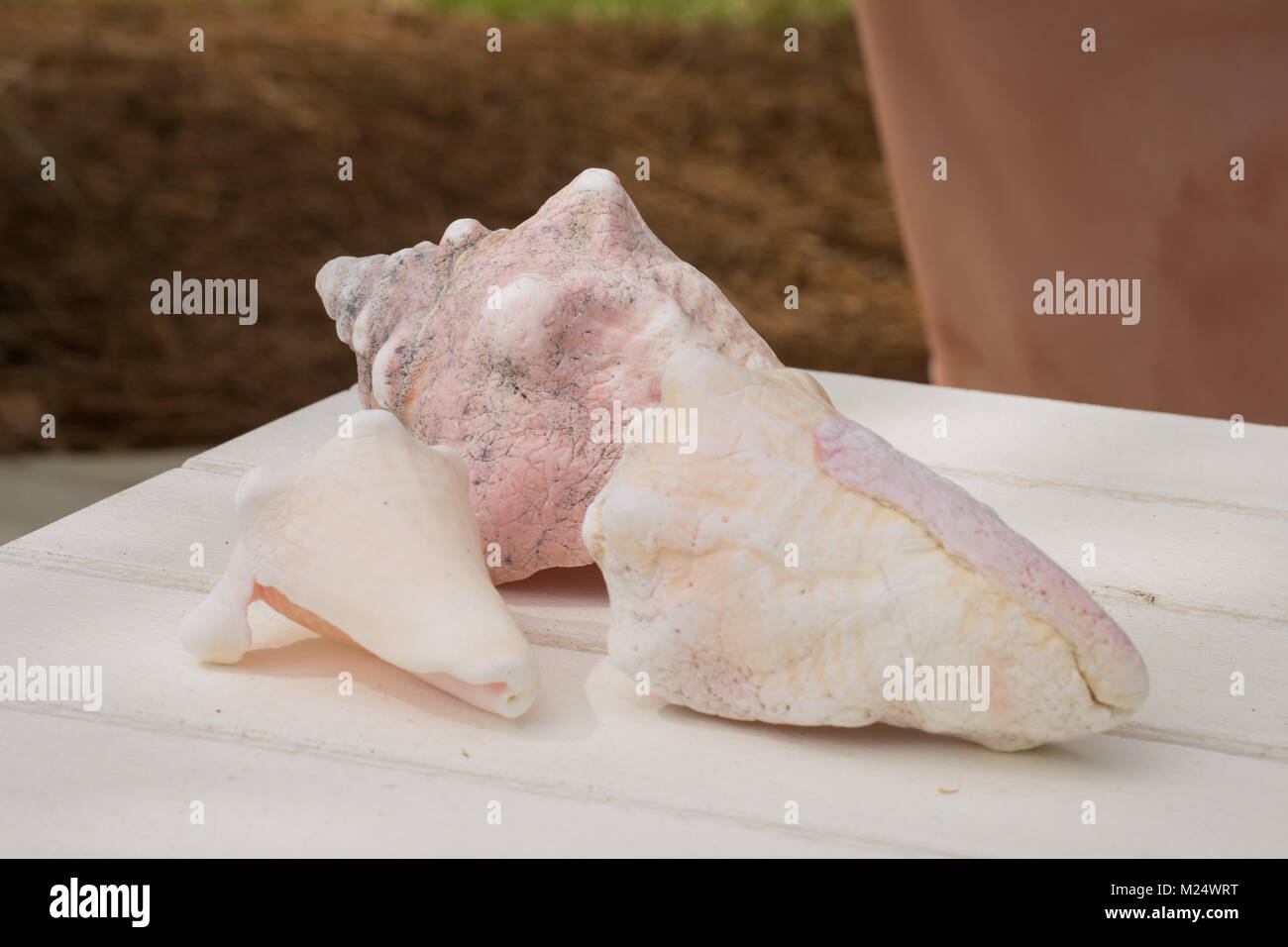 Cluster of Sea Shells - Centerpiece - Deck Outdoor Summer Entertaining ...
