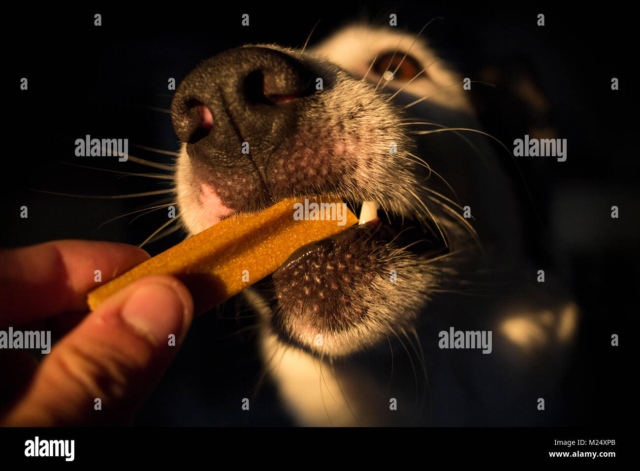Dog eating a biscuit for the teeth Stock Photo Alamy