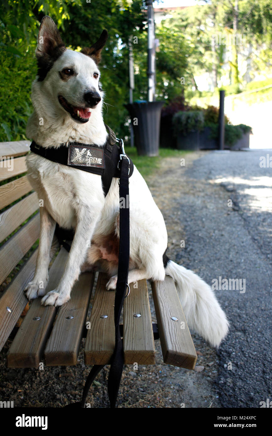 Dog sitted hi-res stock photography and images - Alamy