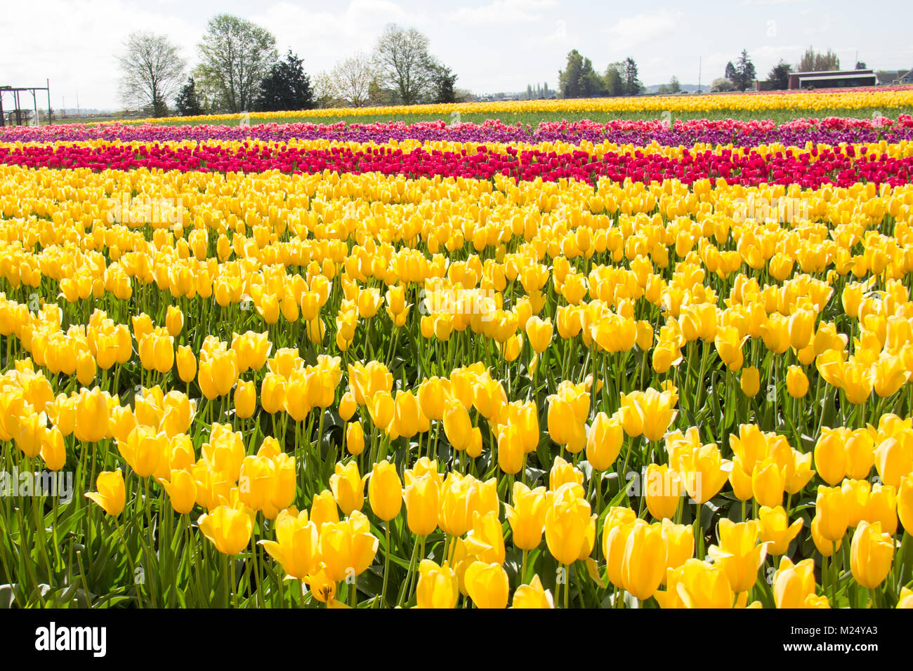 Skagit valley tulip festival in Mount Vernon Washington State. Stock Photo