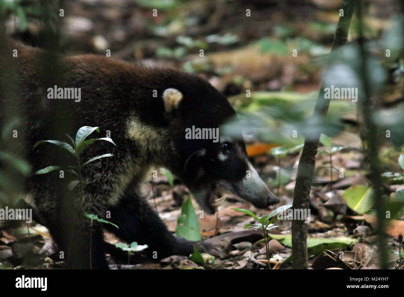White nosed Coati (Nasua narica) walking through the jungle in the Corcovado National Park in Southern Costa Rica Stock Photo