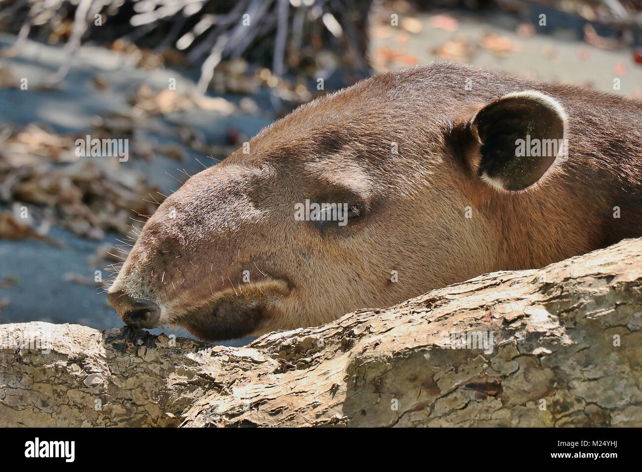 Close up photograph of a wild Baird's Tapir (Tapirus bairdii) on a beach in the Corcovado National Park, on the Osa Peninsula in southern Costa Rica. Stock Photo