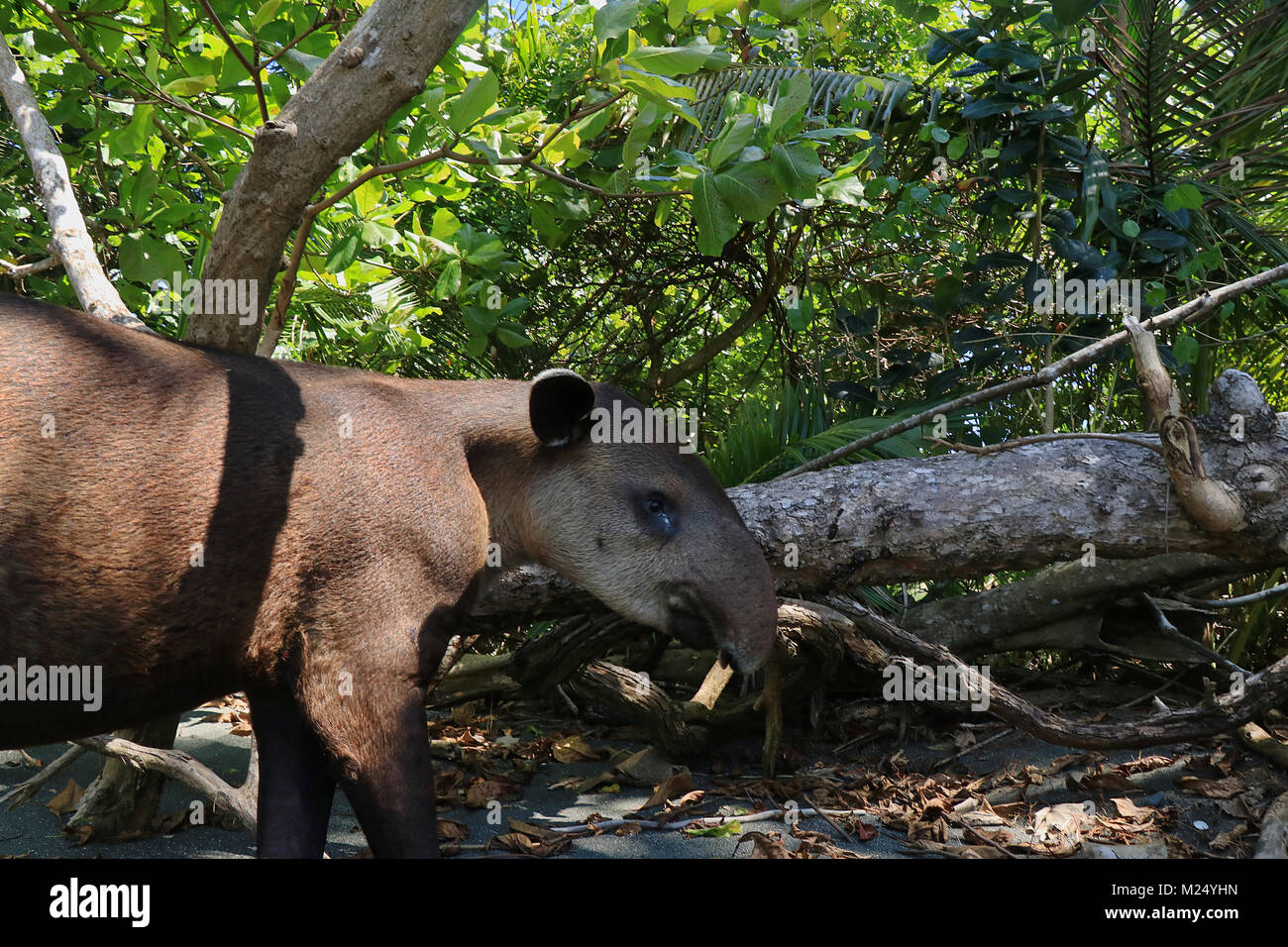 Wild Baird's Tapir (Tapirus bairdii) on a beach in the Corcovado National Park, on the Osa Peninsula in southern Costa Rica. Stock Photo