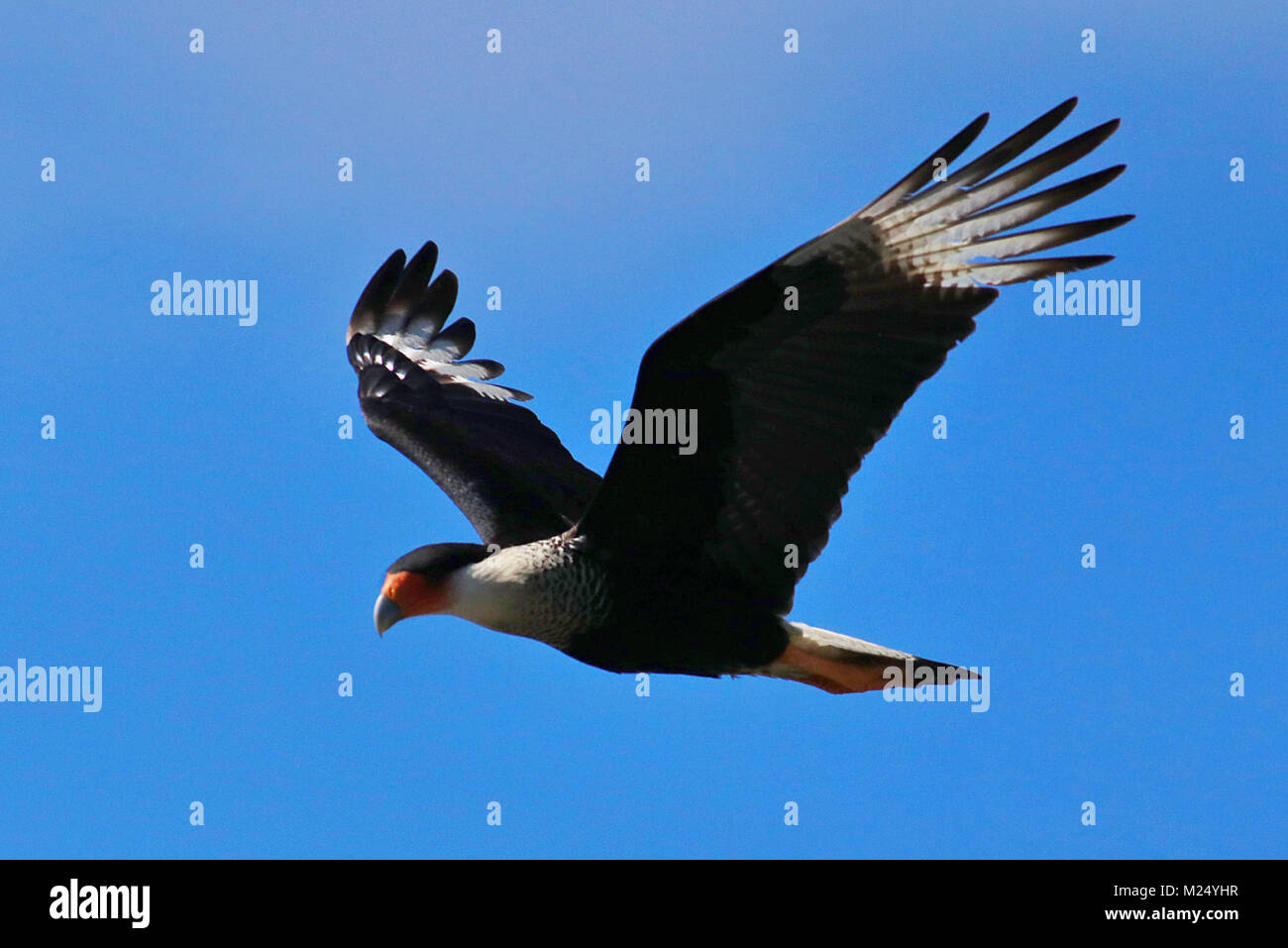 A Northern Crested Caracara (Caracara cheriway) flying against a blue sky in the Corcovado National Park in Southern Costa Rica. Stock Photo