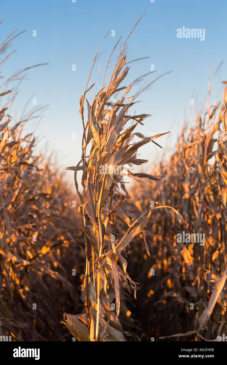 Rows of Corn in Corn Field Stock Photo - Alamy