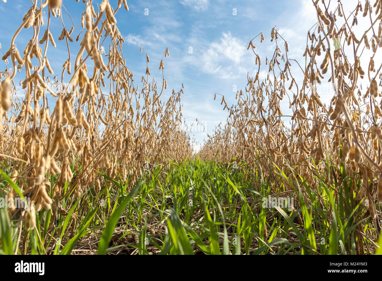 Row of Soybean Plants and Cover Crop, Regenerative Agriculture Stock Photo