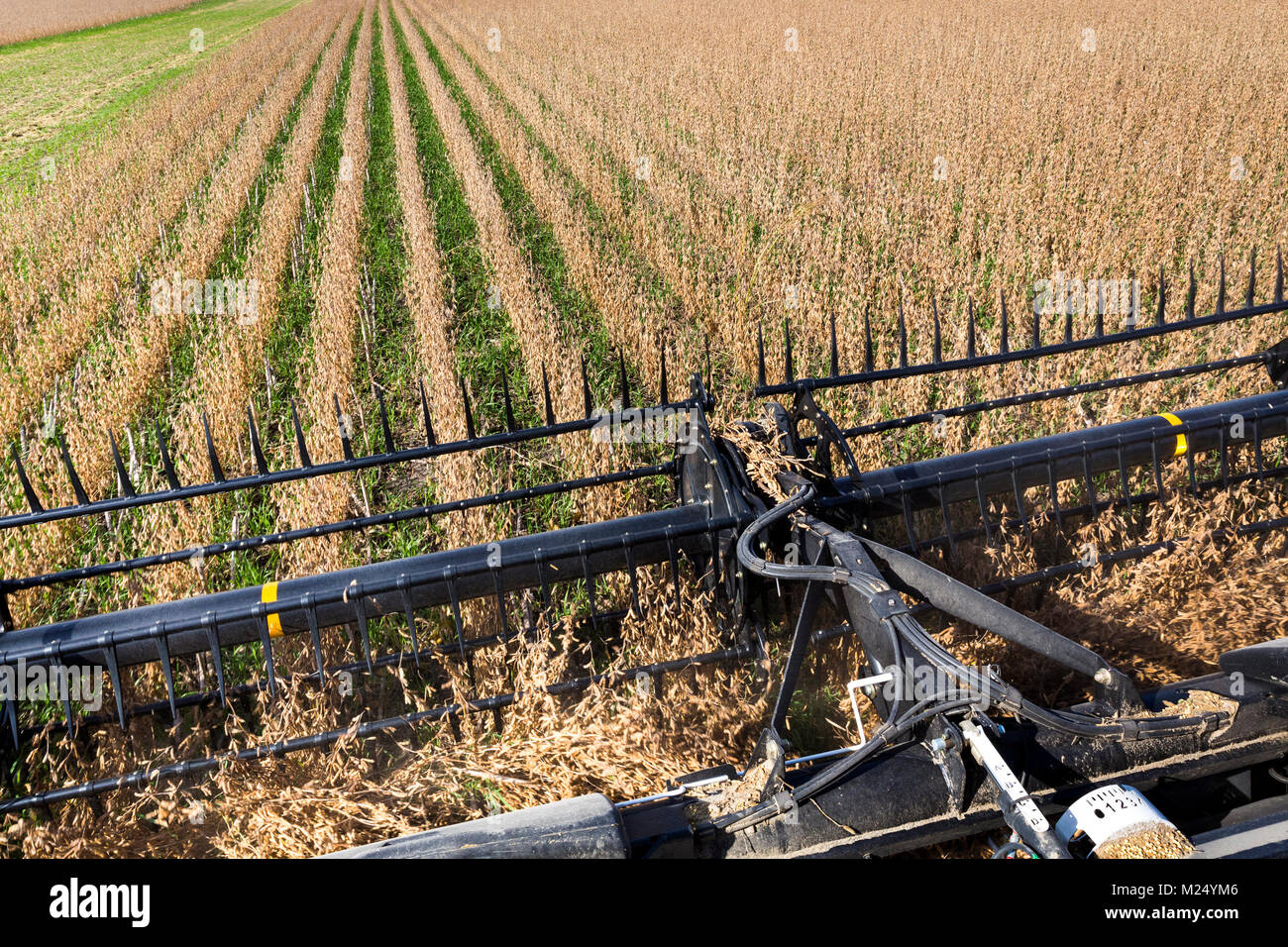 Combine Harvesting Soybean Field, Regenerative Agriculture Stock Photo