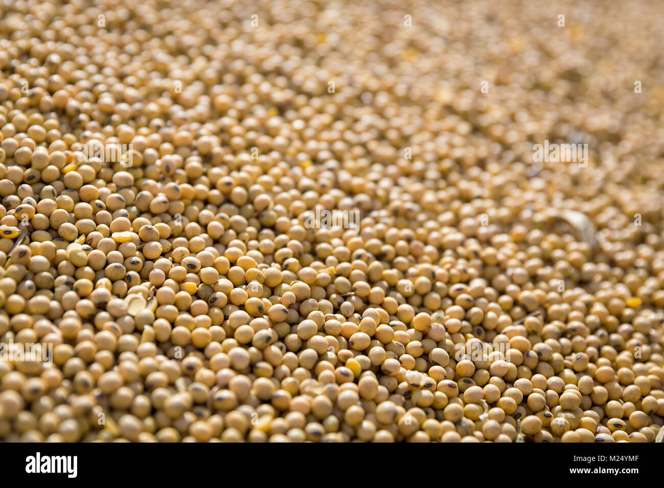 Fresh Soybean Harvest Stock Photo Alamy