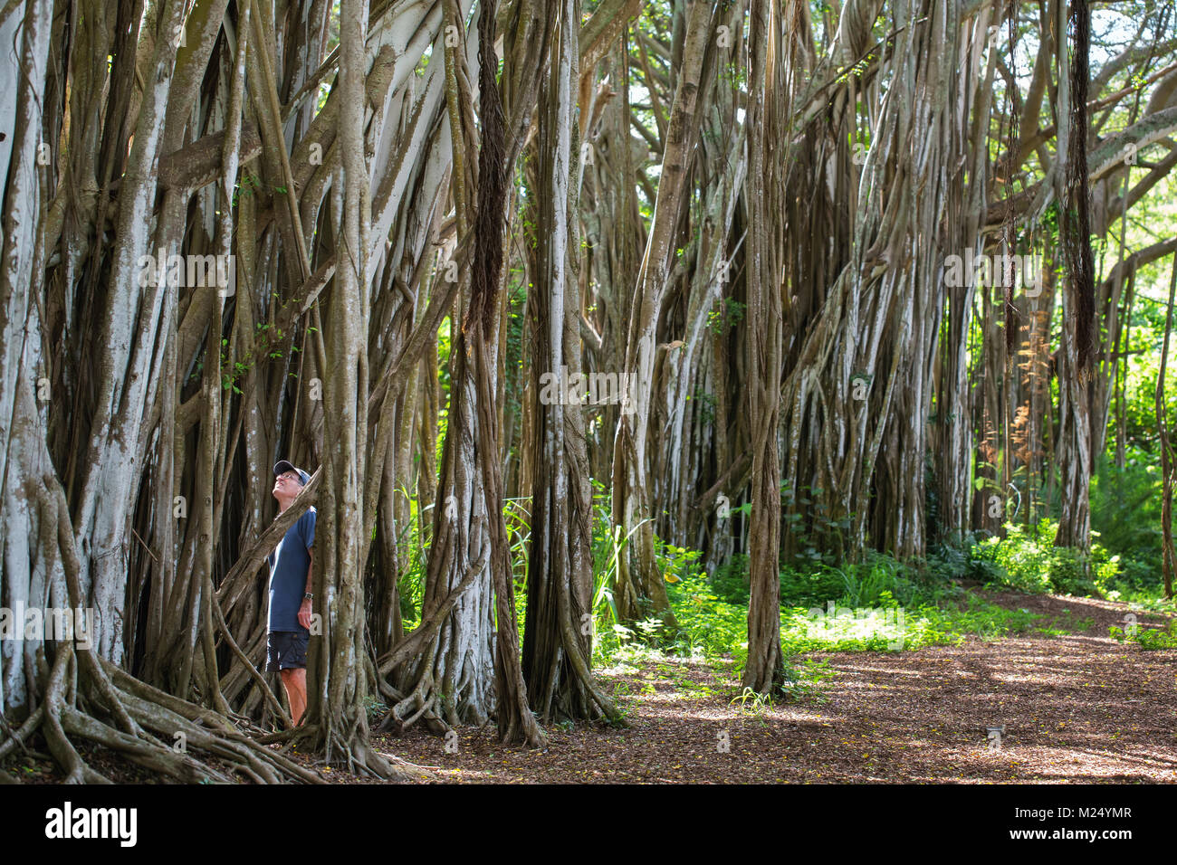 Man looking at large Banyan Tree in Oahu, Hawaii Stock Photo