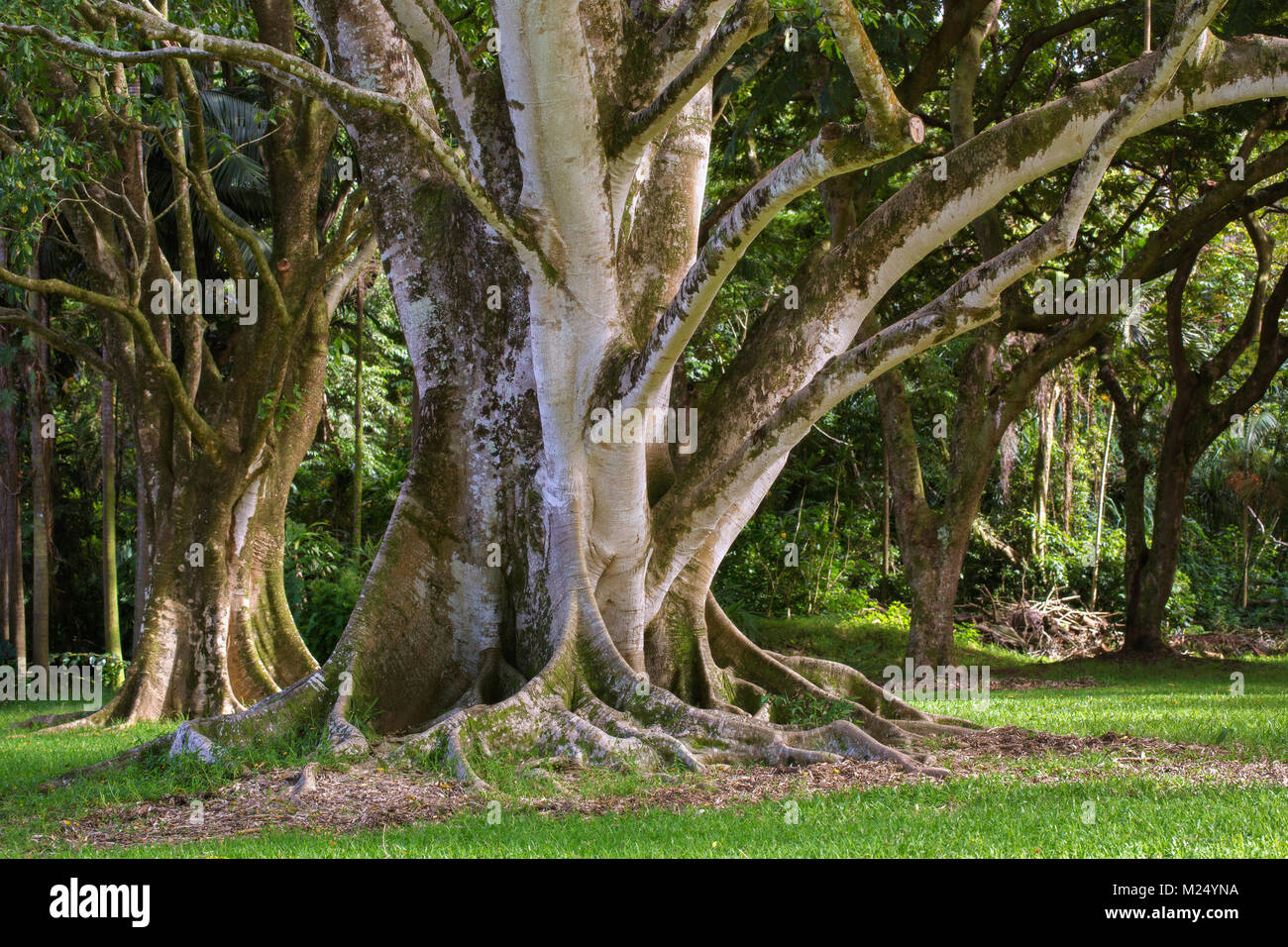 Large Hawaiian Ficus Tree In Oahu Hawaii Stock Photo Alamy