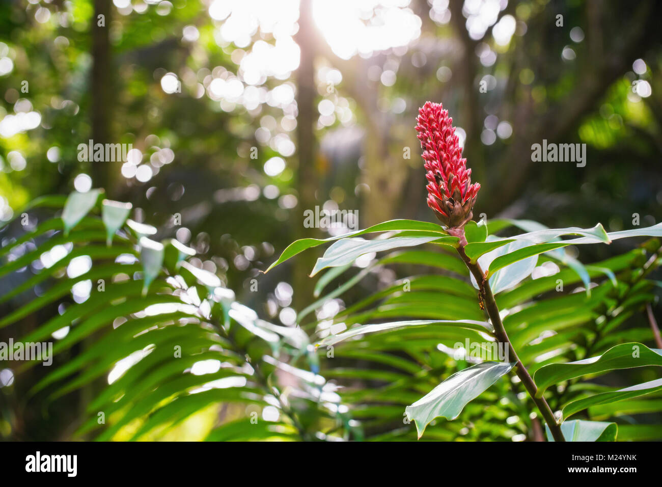Tropical Flower in Bloom in Oahu, Hawaii Stock Photo