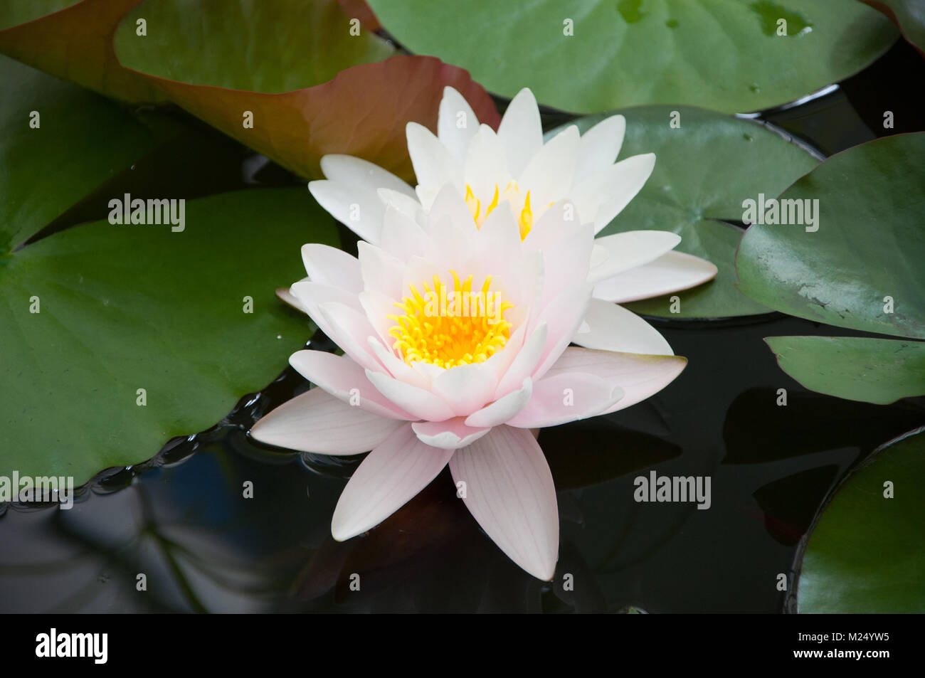White water lily leaves hi-res stock photography and images - Alamy