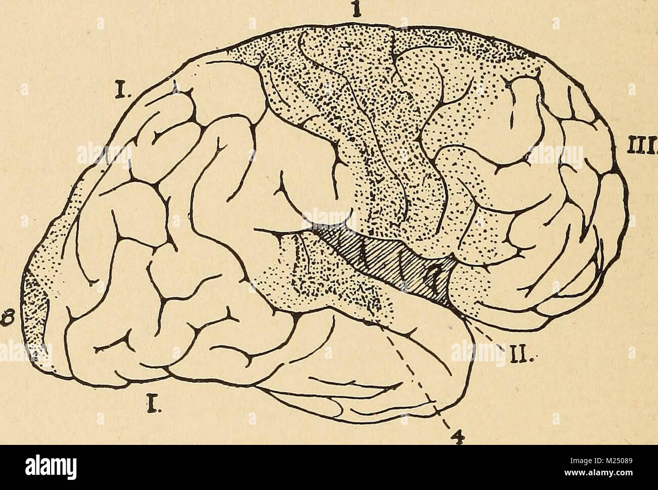 "A primer of psychology" (1903 Stock Photo Alamy