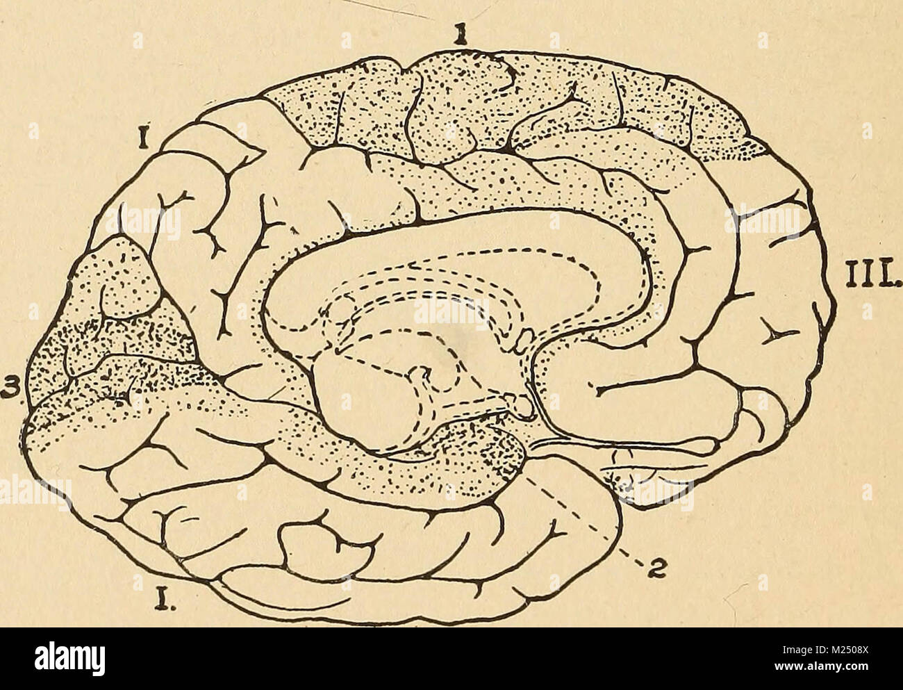 "A primer of psychology" (1903 Stock Photo Alamy