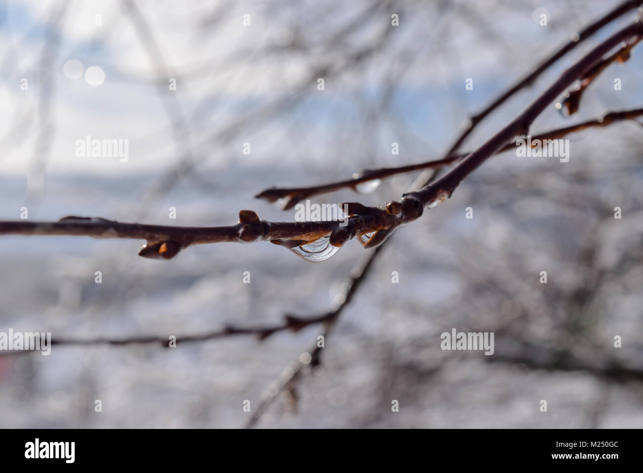 Melting snow on the branch in early springtime. Melted snow formatting the drops of water on the branches Stock Photo