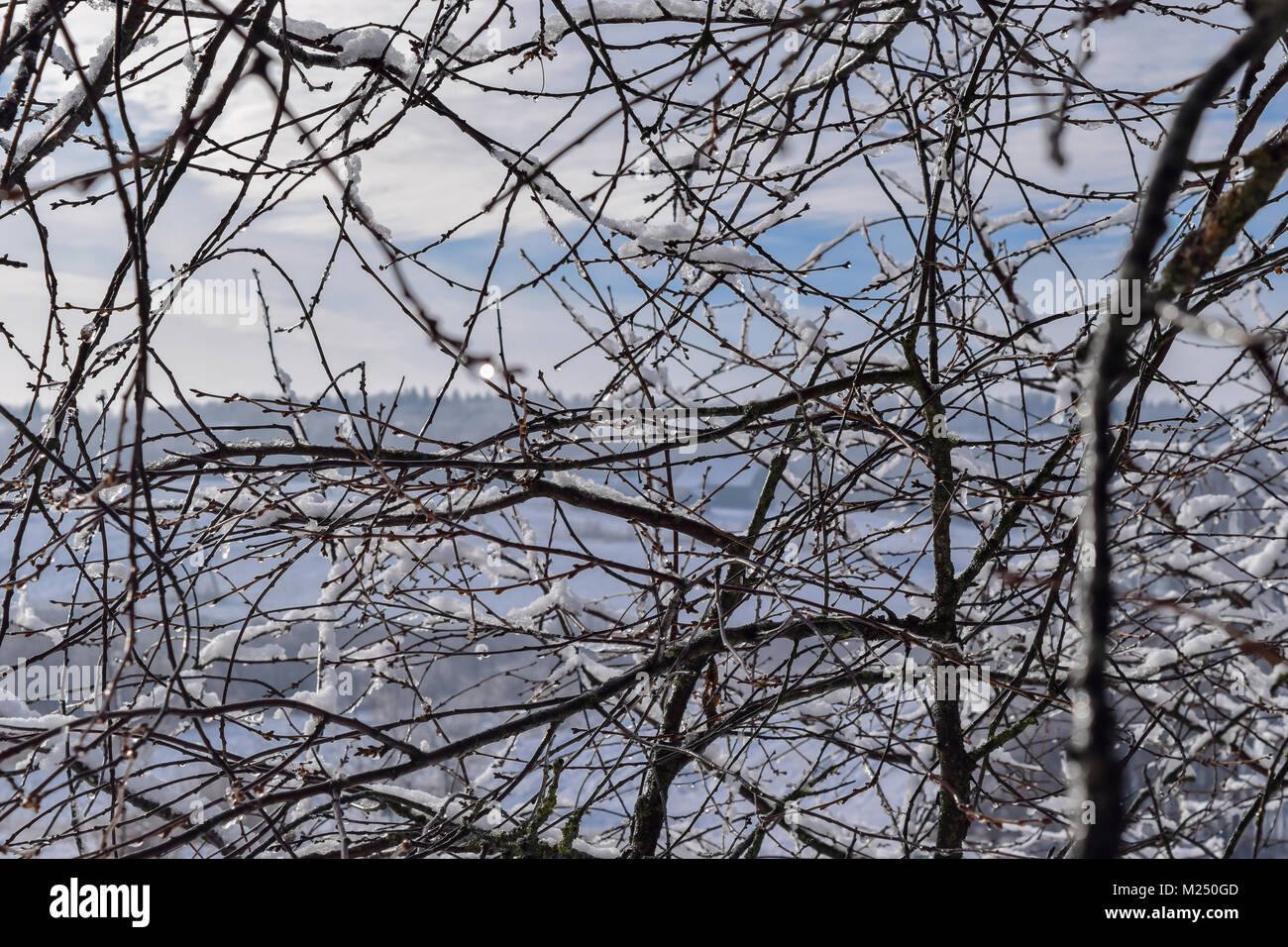 Melting snow on the branches in early springtime. Melted snow formatting the drops of water on the branches Stock Photo