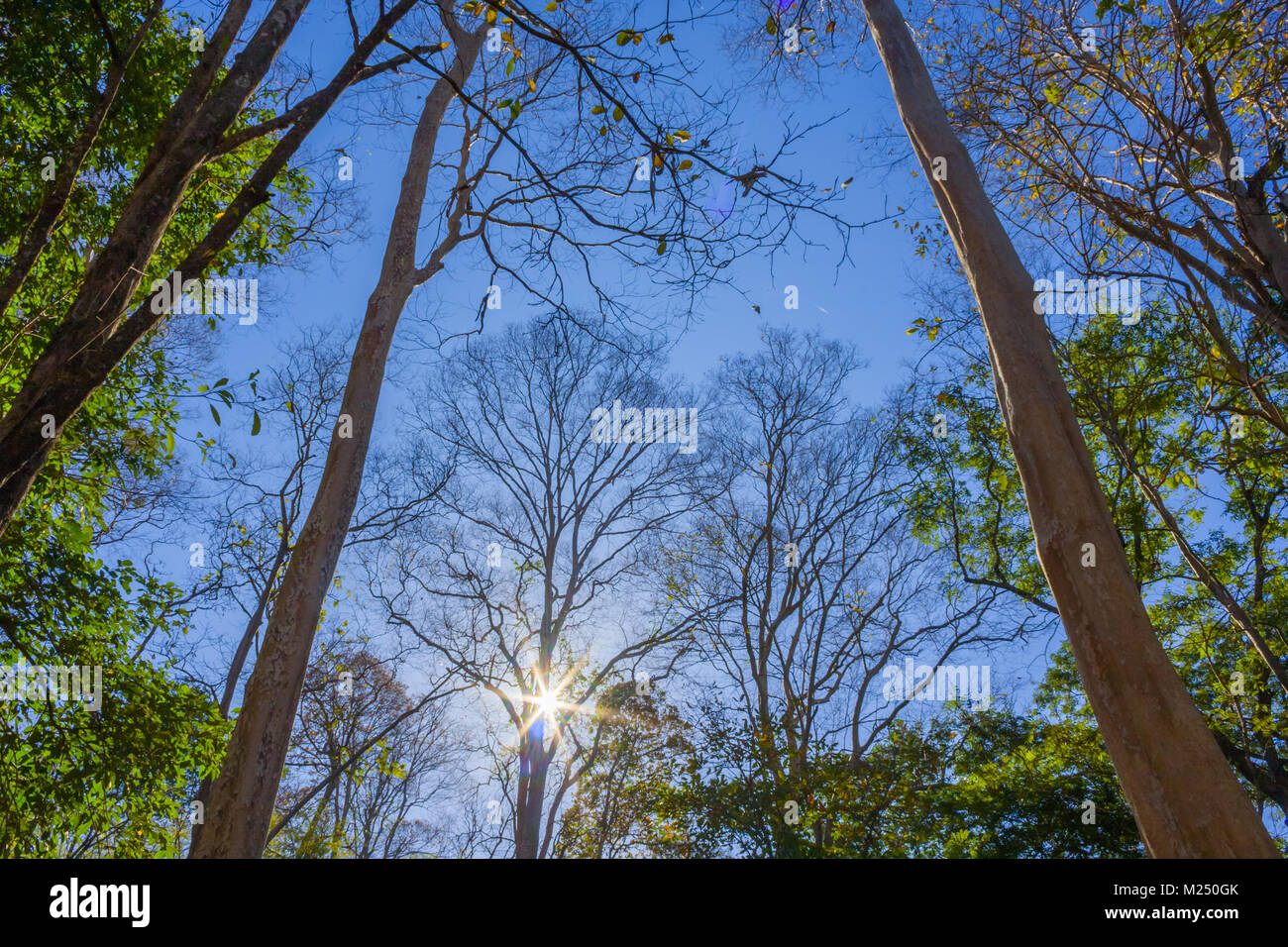 looking up at tall trees in the forest Stock Photo - Alamy