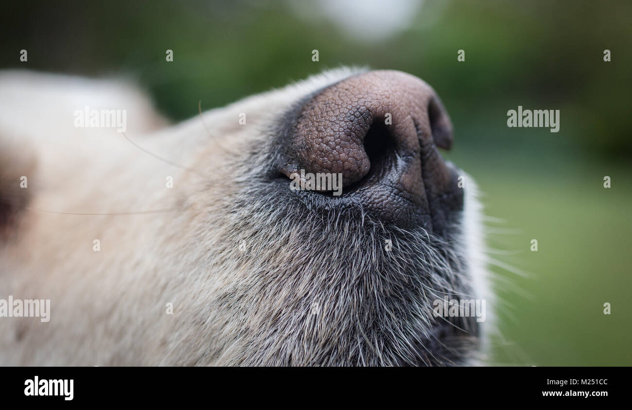 Image showcasing Golden Retriever Nail Trim in 5 minutes - One person :)