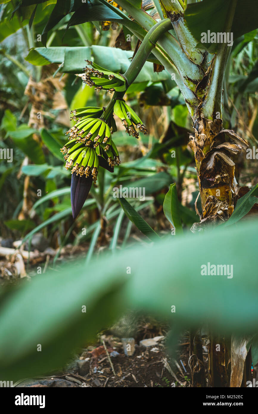 Plantation of banana fruits on the trakking route in a Paul valley on Santo Antao, Cape Verde Stock Photo