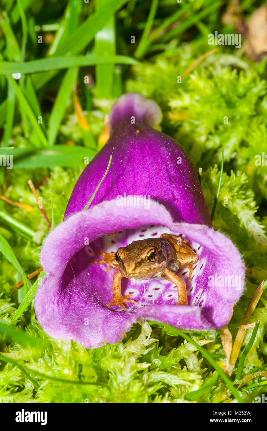 Common frog hiding inside a Foxglove flower in the New Forest National Park, Hampshire, UK Stock Photo