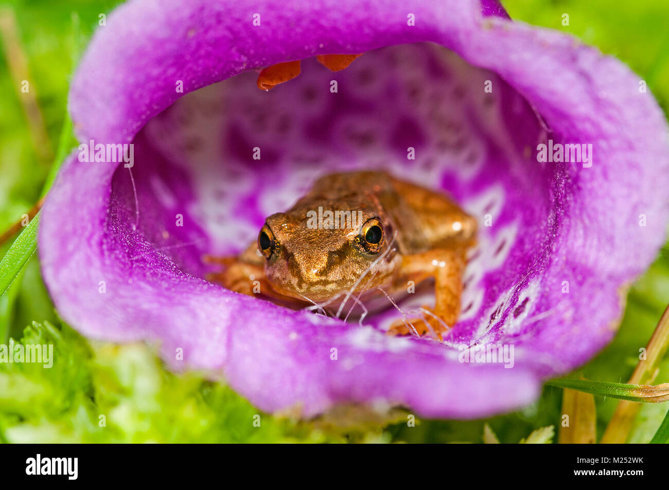 Common frog hiding inside a Foxglove flower in the New Forest National Park, Hampshire, UK Stock Photo