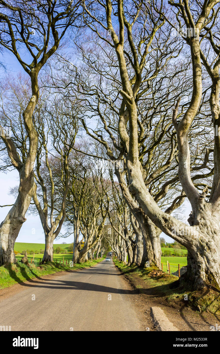 The Dark Hedges, an avenue of beech trees in Ballymoney, County Antrim, Northern Ireland