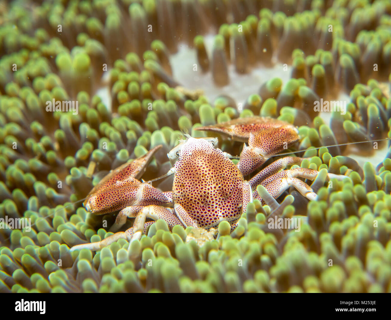 A crab that lives with an anemone, Philippines Stock Photo Alamy
