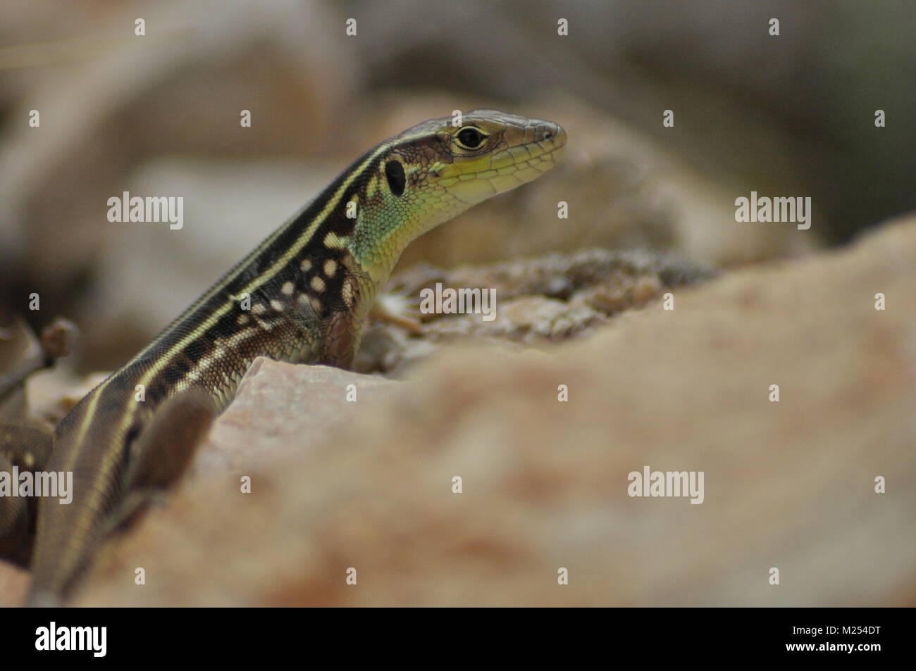 Lizard basking in the sun. Coldblooded reptile. Skin covered with